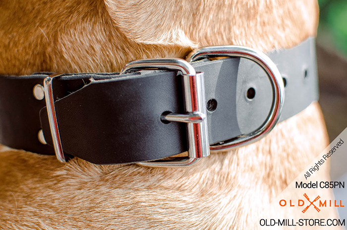 Buckle Dog Collar with Strong D-ring