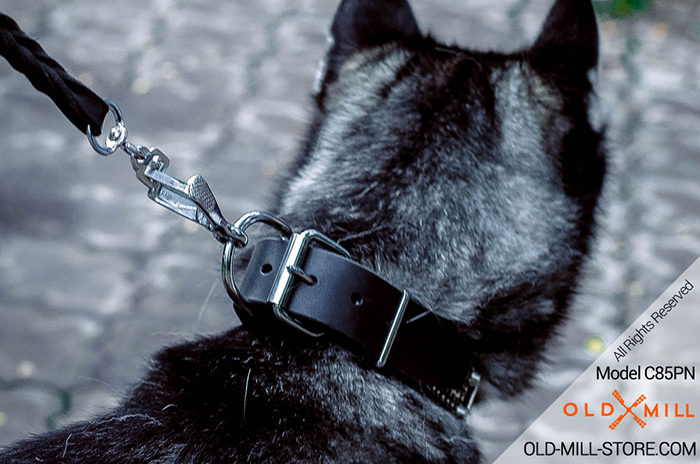 Dog Collar with Strong D-Ring  for Siberian Husky