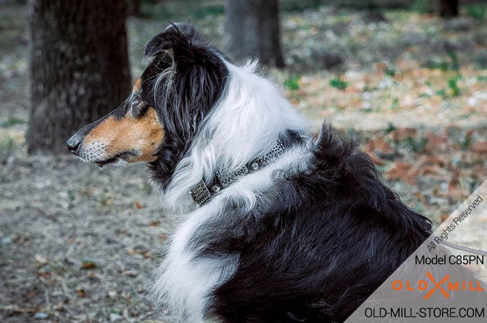 Collie Leather Collar with Nickel Plated Decorations