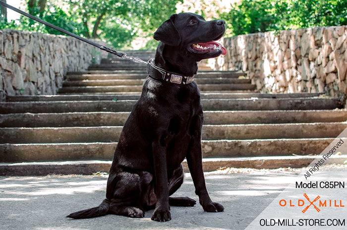 Designer Leather Labrador Collar