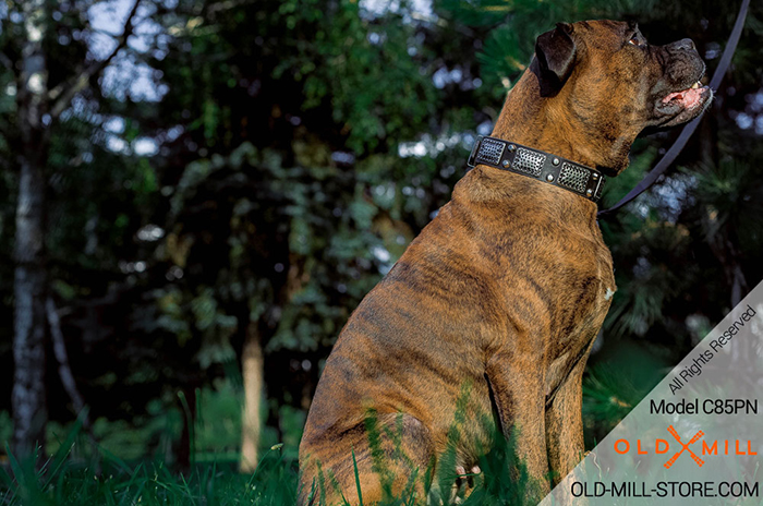 Plated Leather Boxer Collar with Studs and Vintage Plates