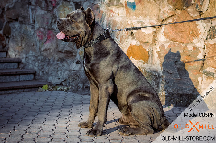 Luxury Leather Cane Corso Collar with Massive Shiny Plates