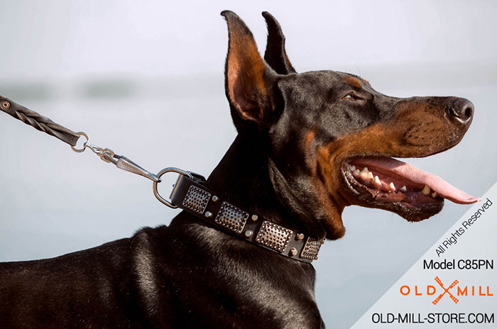 Gorgeous Leather Doberman Collar