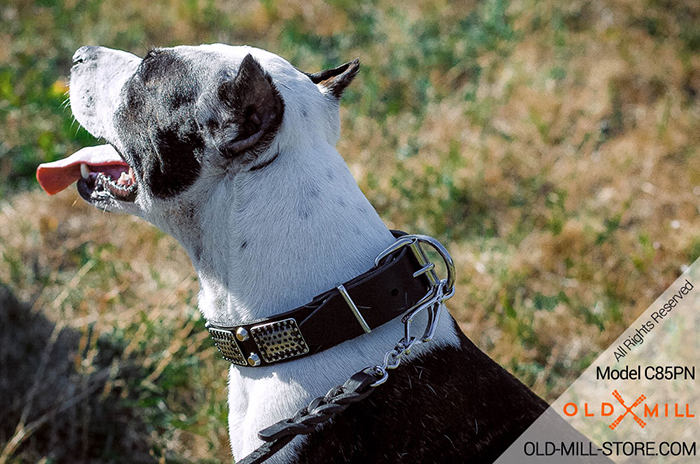 Gorgeous Leather Pitbull Collar