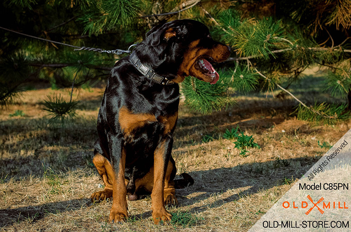 Handcrafted Leather Rottweiler Collar