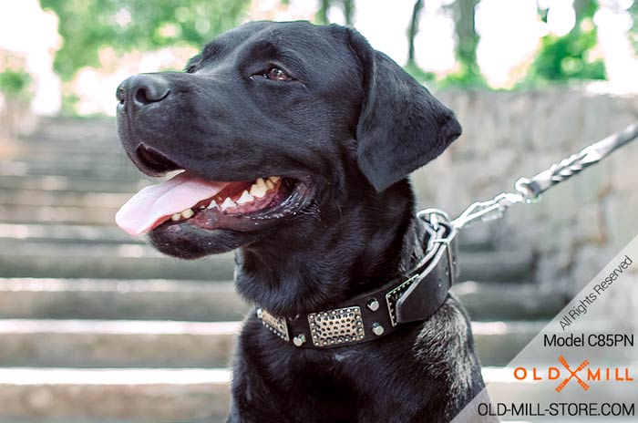 Designer Leather Dog Collar with Strong D-Ring  for Labrador