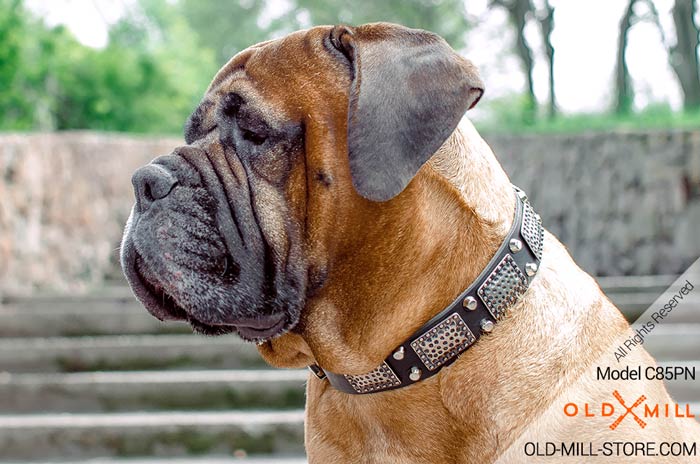 Leather Collar Nickel Plated Studs Pyramids for Bullmastiff Breed