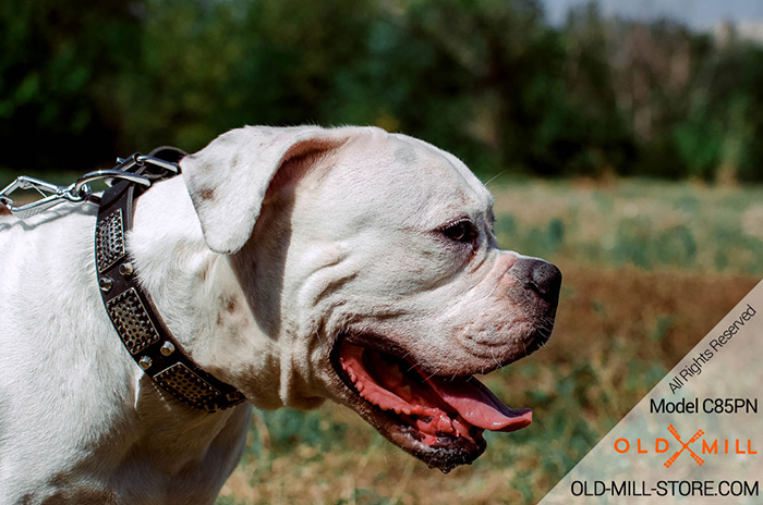 Plated LeatherAmerican Bulldog Collar