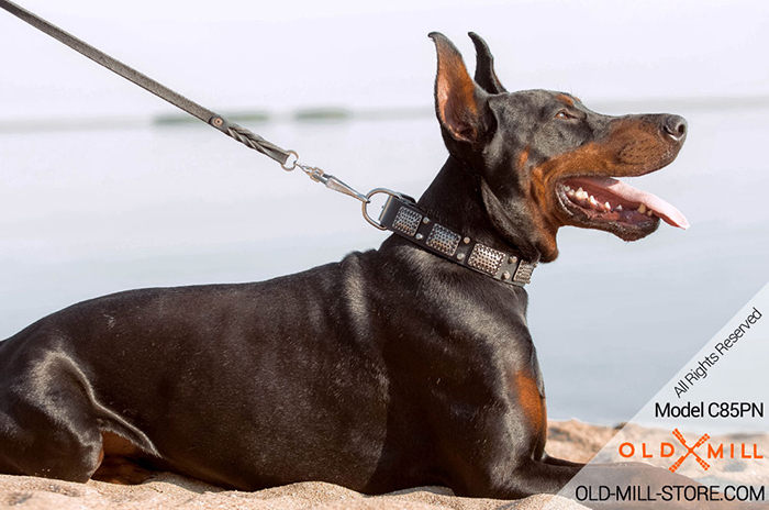 Plated Dog Collar for Doberman Walking