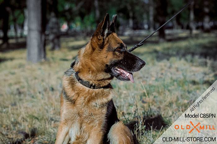 Gorgeous Leather German Shepherd Collar