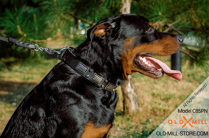 Cool Leather Rottweiler Collar with Massive Vintage Plates