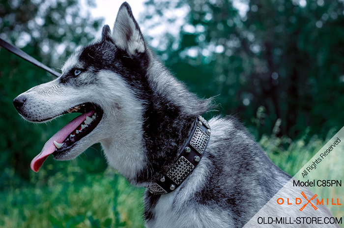 Cool Leather Siberian Husky Collar