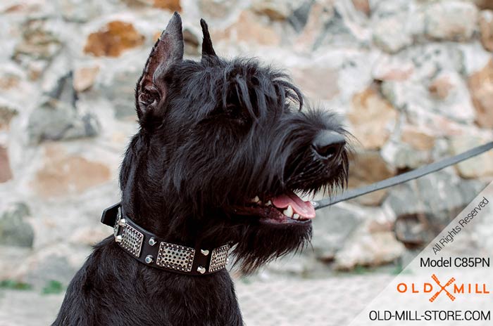 Riesenschnauzer Collar with Nickel Plates Studs