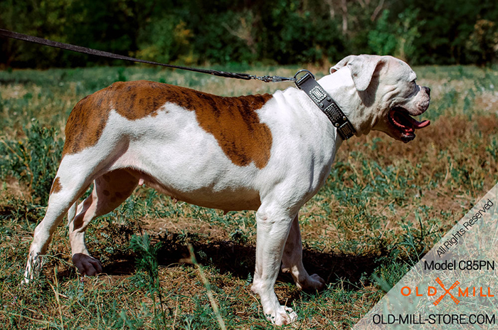 Vintage Leather Dog Collar for Bulldog