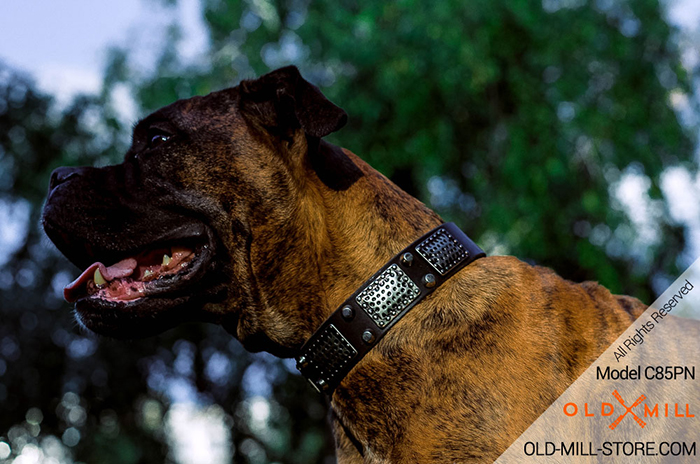 War Dog  Collar with Nickel Pyramids for Boxer