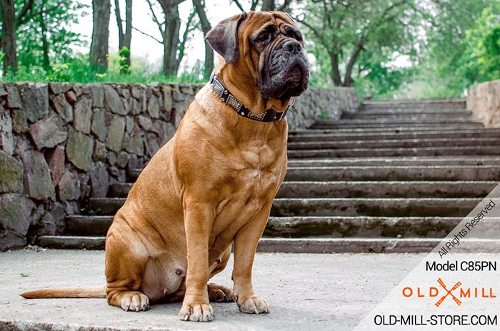 Cool Leather Bullmastiff Collar with Studs and Vintage Plates