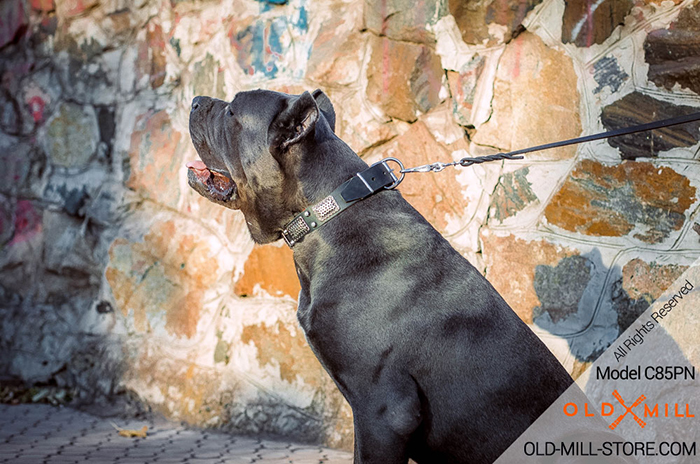 Vintage Dog Collar