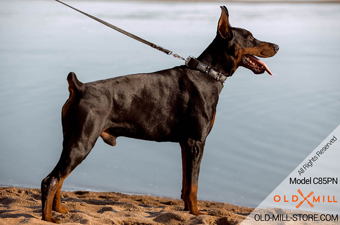 Luxury Leather Doberman Collar with Vintage Plates