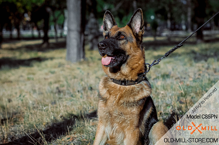 Dog Collar for German Shepherd Walking