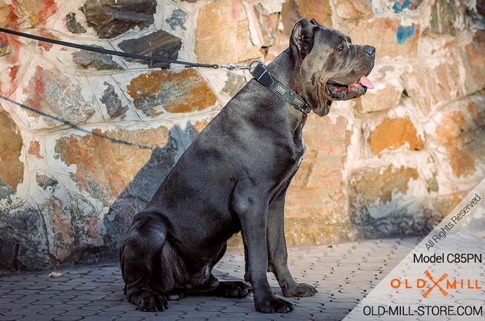 War Dog Leather Collar for Cane Corso