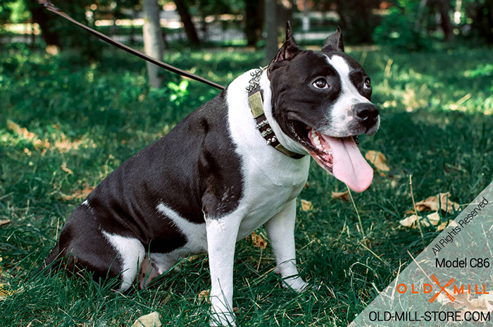 Amstaff Collar with Massive Brass Plates, Spikes and Cones