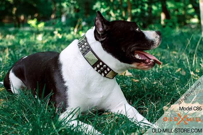  Unique Leather Amstaff Collar