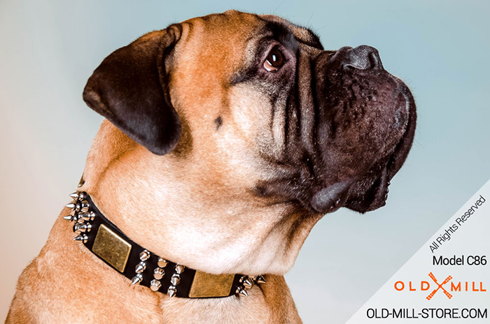 Bullmastiff Collar with Massive Brass Plates, Spikes and Cones