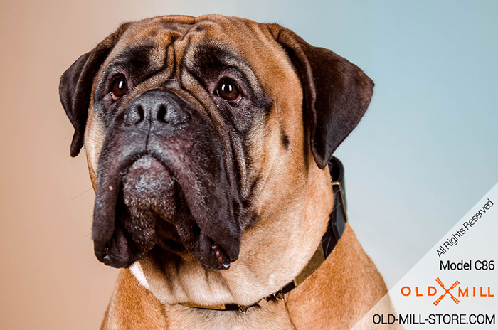 Spiked Leather Bullmastiff Collar