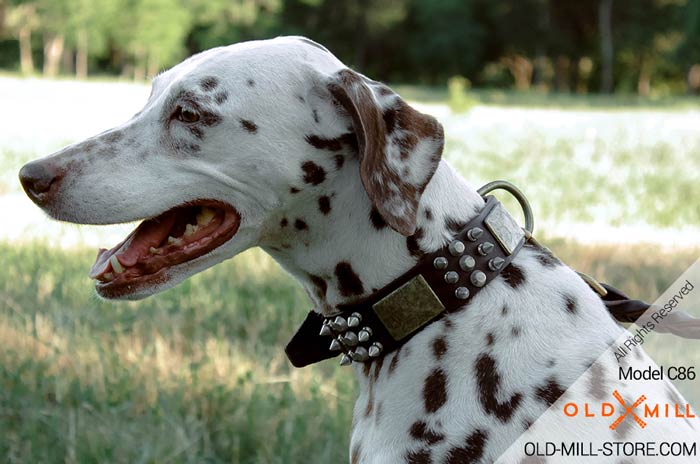 Dalmatian Collar with Brass Plates and Spikes