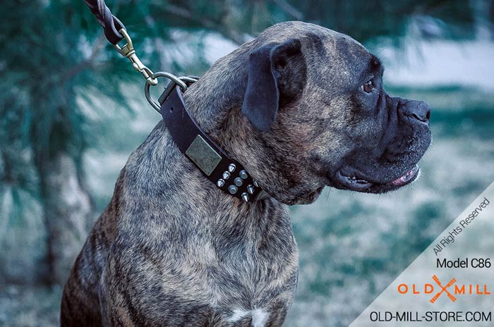 Decorated Leather Dog Collar for Boxer Breed
