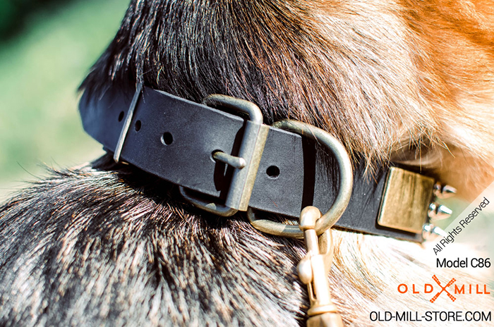 Dog Collar with Brass Plated D-ring