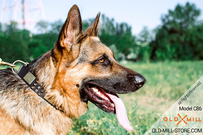 German Shepherd Collar with Massive Brass Plates, Spikes and Cones