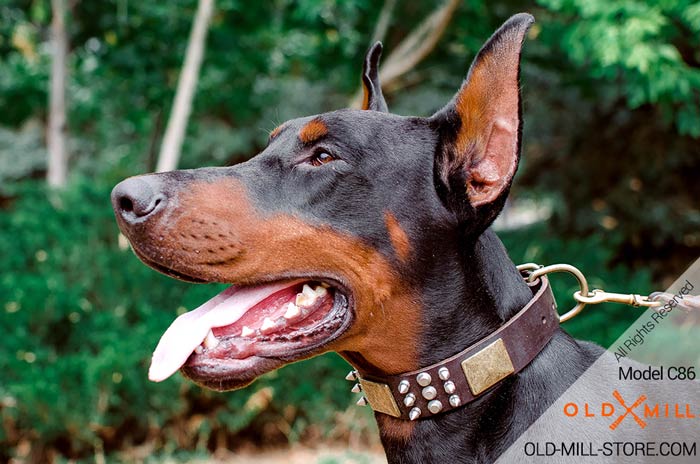 Doberman Collar with Massive Brass Plates, Spikes and Cones