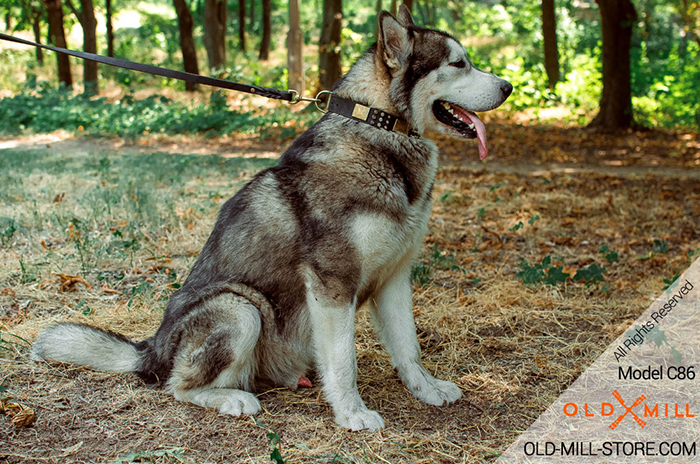 War Style Malamute Collar