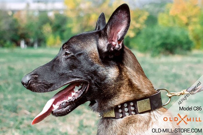Belgian Malinois Collar with Massive Brass Plates, Spikes and Cones