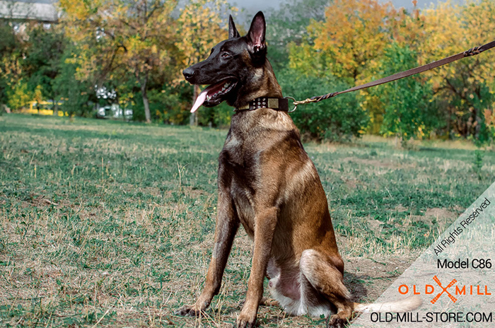 Spiked Leather Belgian Malinois Collar