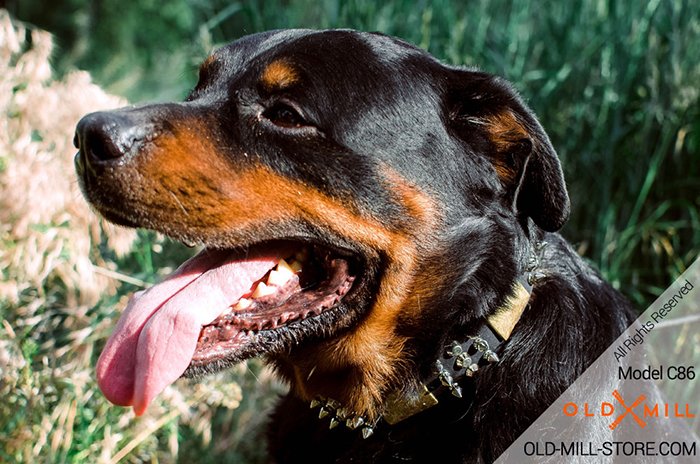 Rottweiler Collar with Massive Brass Plates, Spikes and Cones