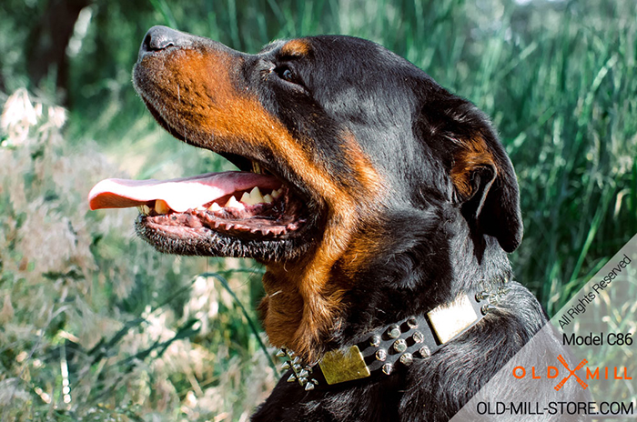 Spiked Leather Rottweiler Collar