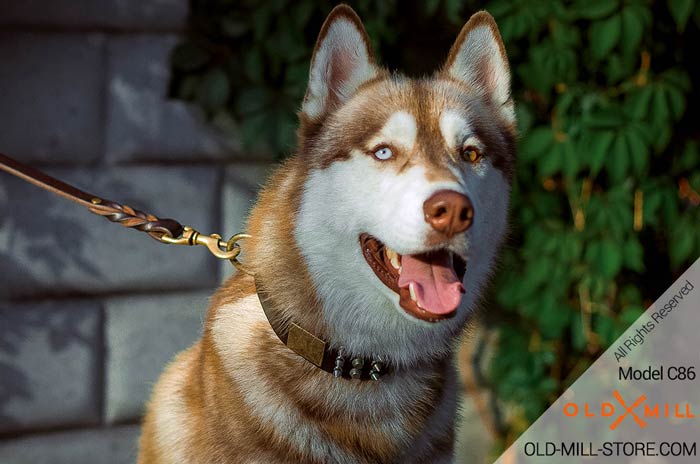 Spiked and Studded Leather Dog Collar for Siberian Husky