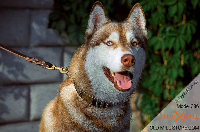 Siberian Husky Collar with Massive Brass Plates, Spikes and Cones