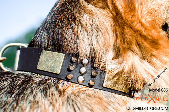 War Style Dog Collar