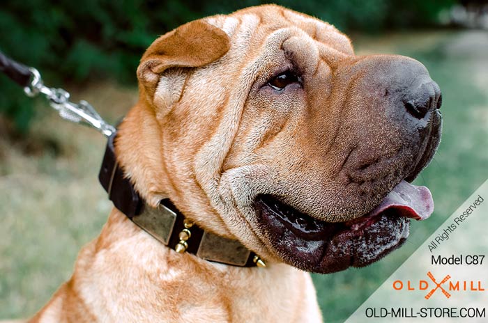 Decorated Leather Shar-Pei Collar with Spikes