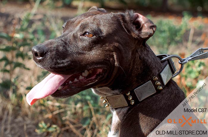 Leather Pitbull Collar with Spikes and Plates