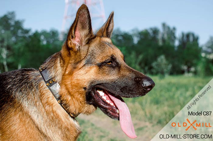 Vintage Dog Collar for German Shepherd