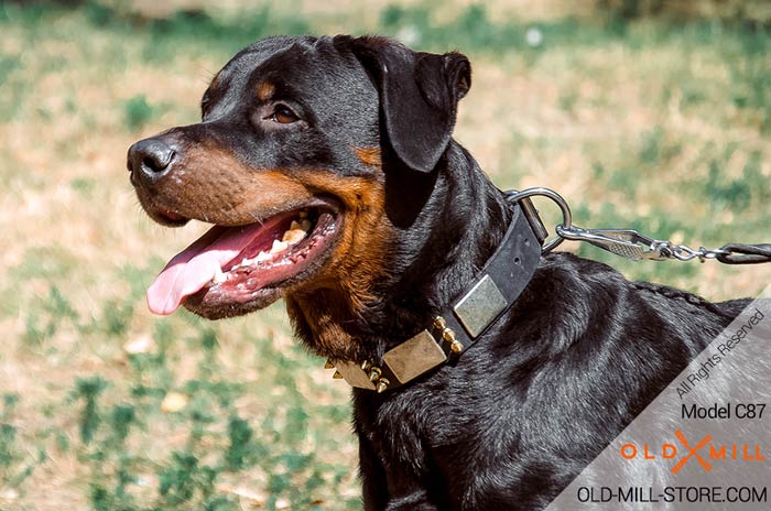 War Dog Collar for Rottweiler