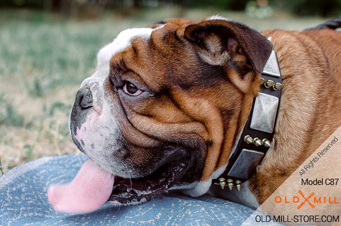 Wide Leather English Bulldog Collar with Spikes and Plates