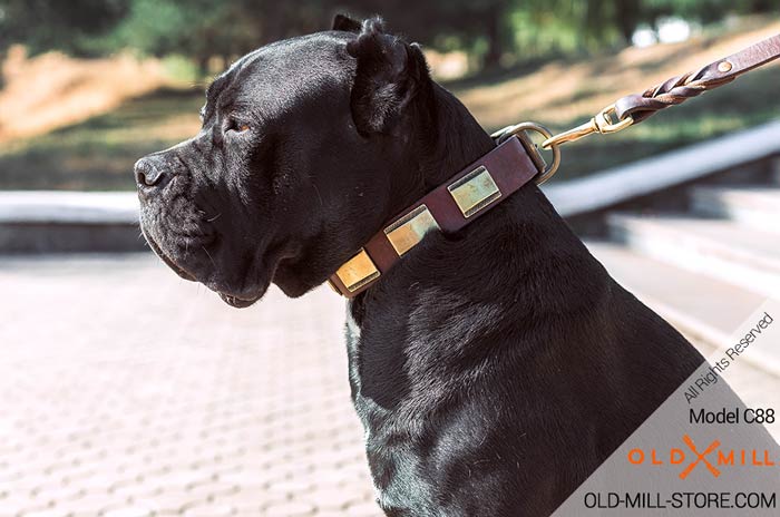 Cane Corso Dog Collar with Brass Plates