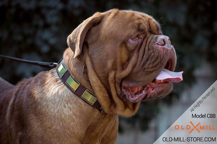 Dogue de Bordeaux Collar with Brass Plated Design