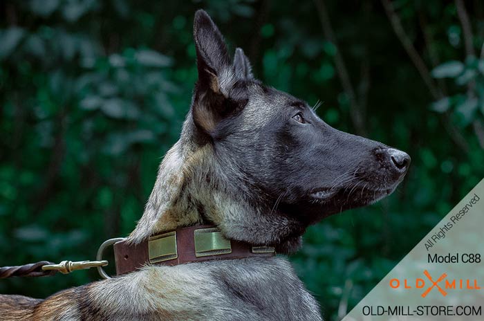 Elegant Dog Collar with Brass Plates for Belgian Malinois