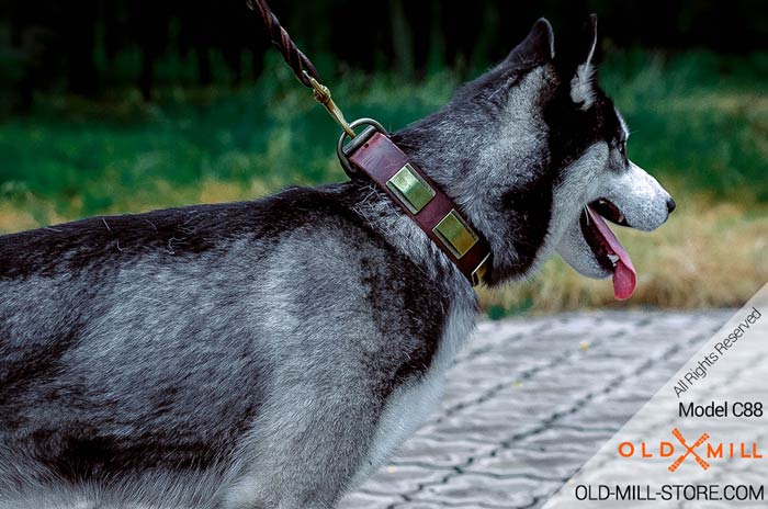 Brass Plated Collar for Siberian Husky 